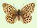 Argynnis adippe female (aberrant form nov) (Internet Image property of respective owner, non-commercial use only)